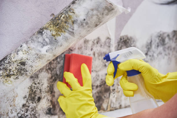 Best Asbestos and Lead Testing During Mold Inspection in Morehead, KY